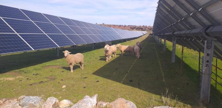 Advances in the development of Agrisolar in Extremadura