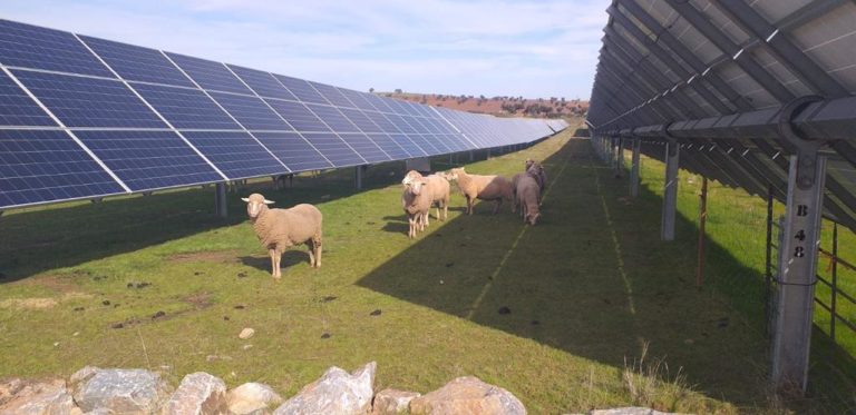 Advances in the development of Agrisolar in Extremadura